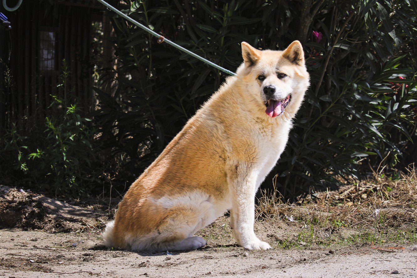 MAGALI