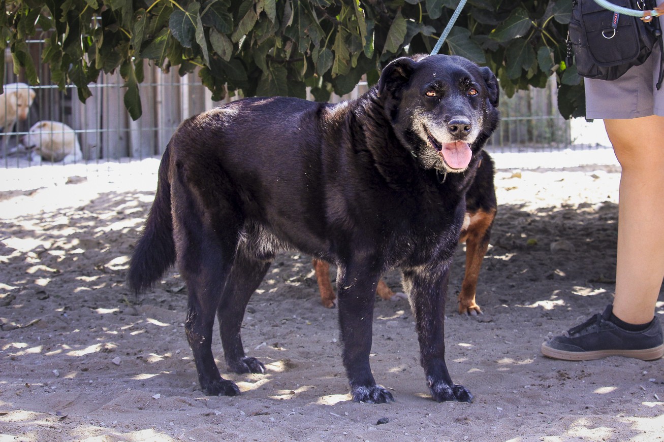 GUS