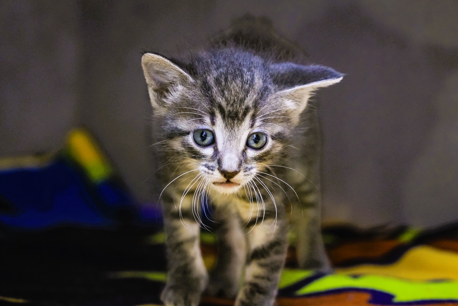 CHICO