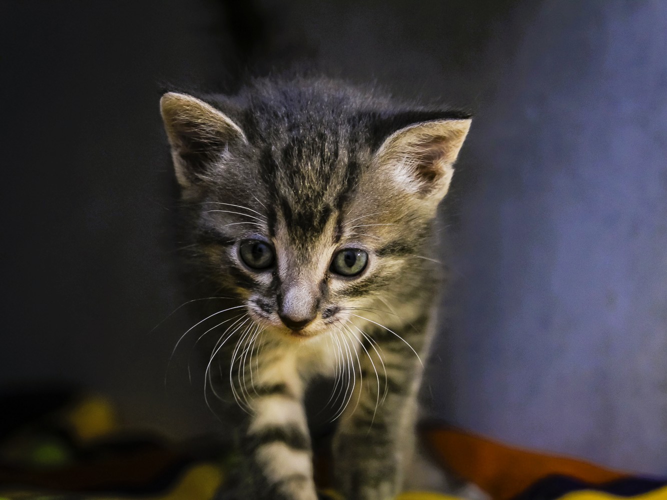 CHICO