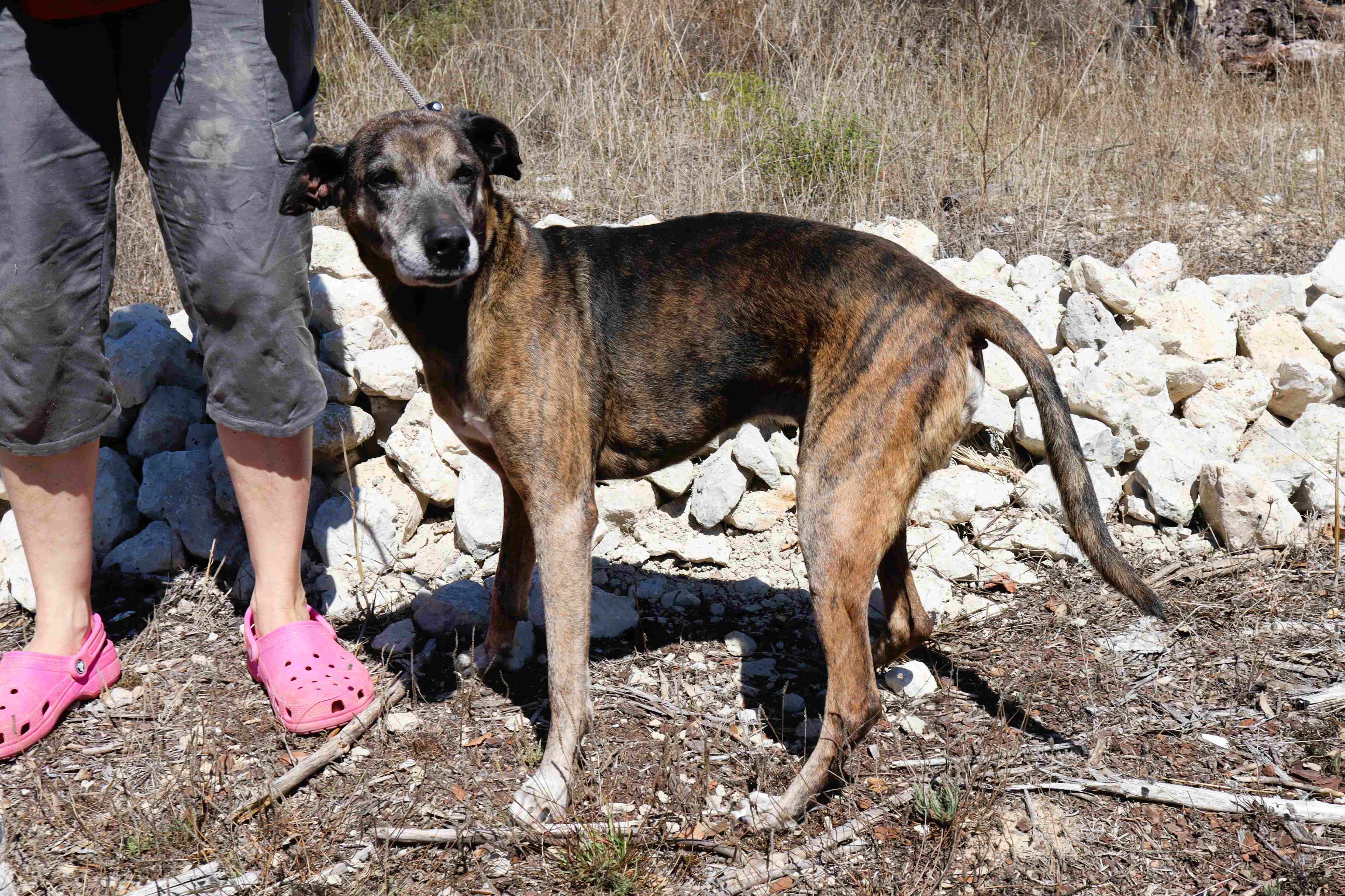 DINGO