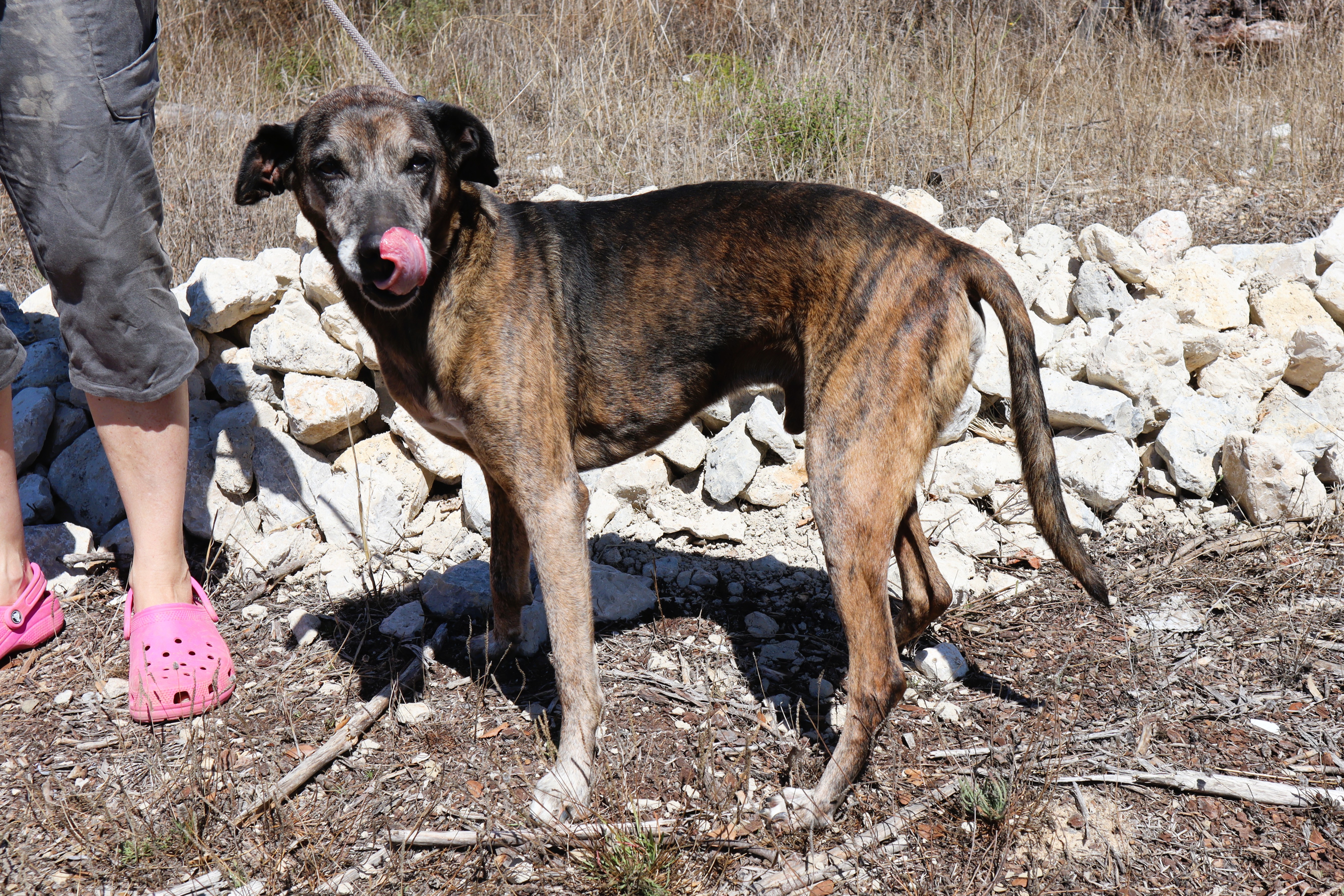 DINGO