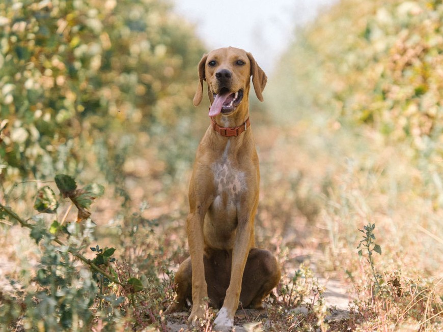NERI 