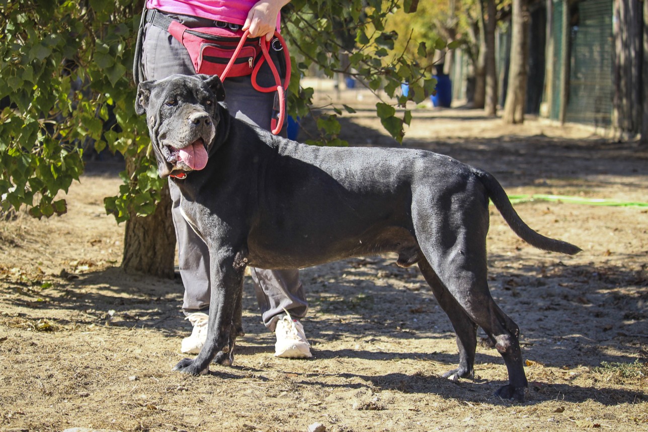 ZORRO