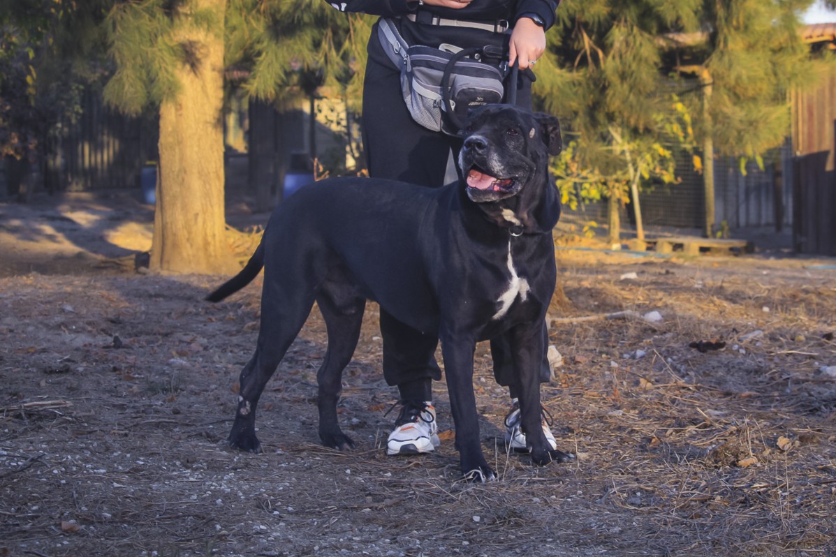 ZORRO