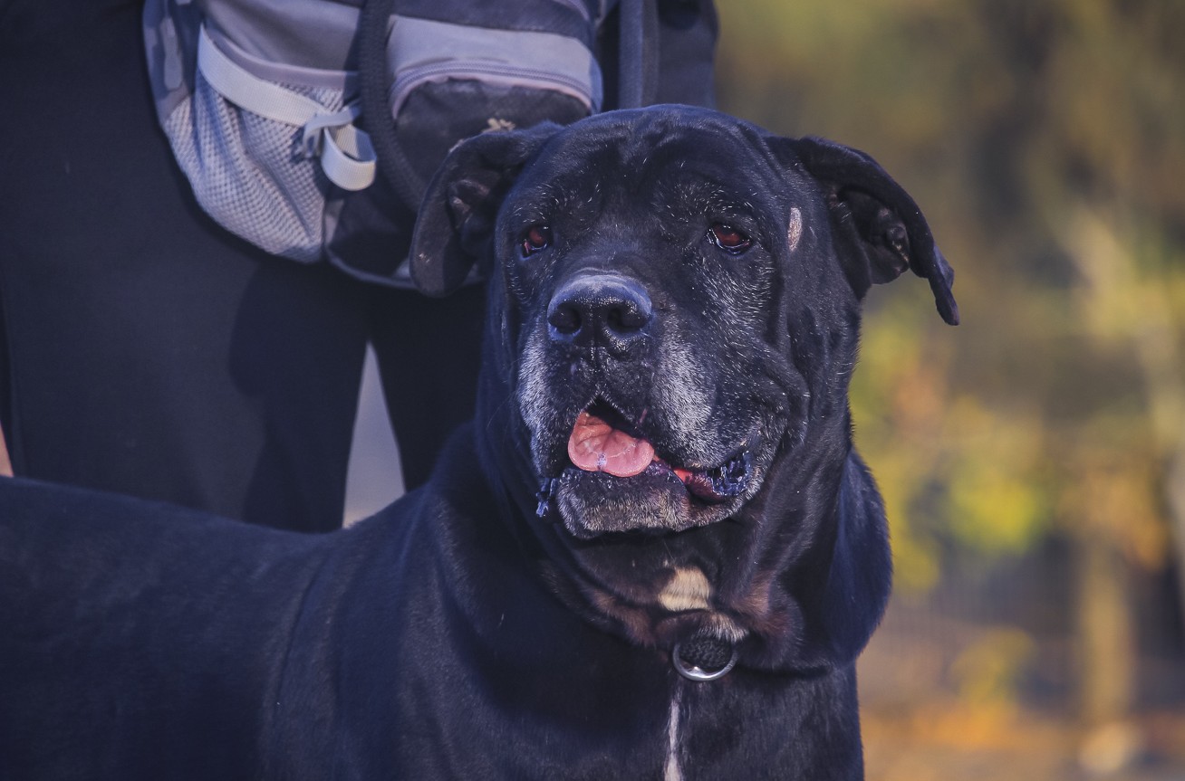 ZORRO