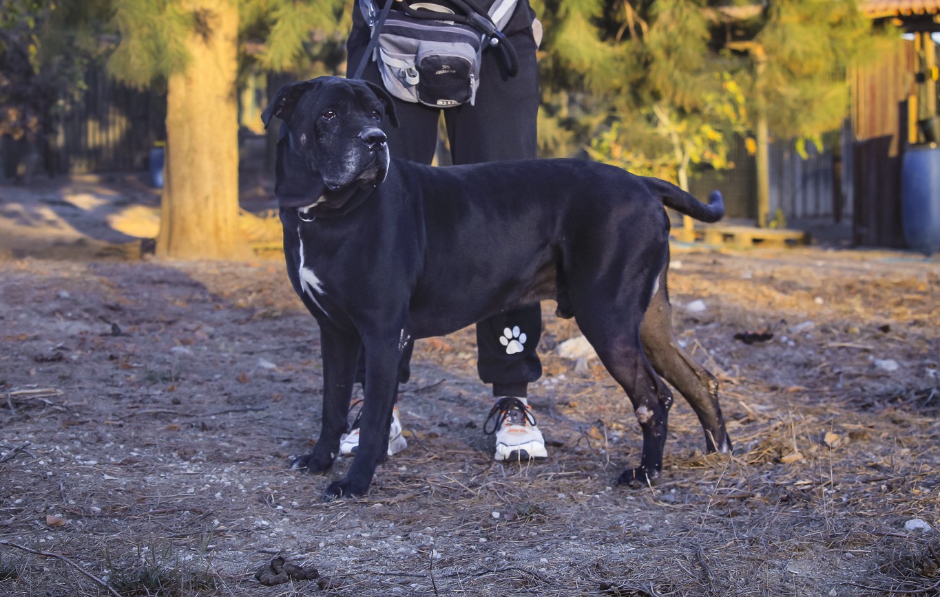 ZORRO