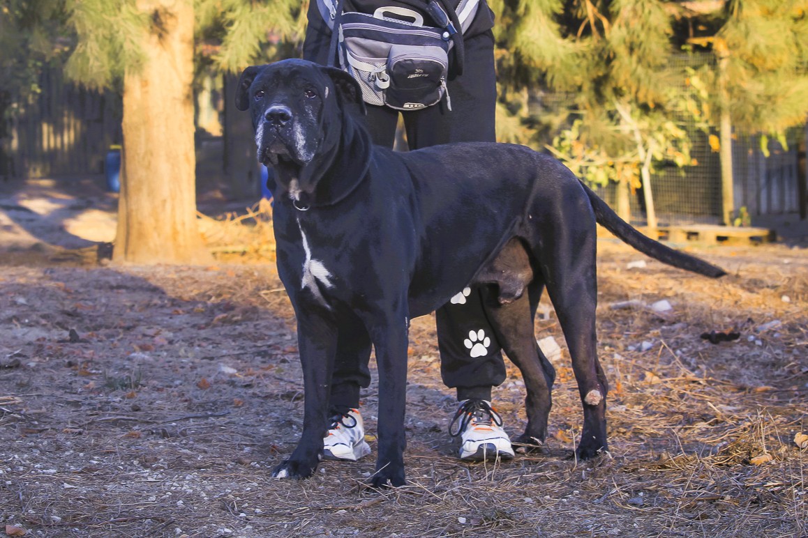 ZORRO