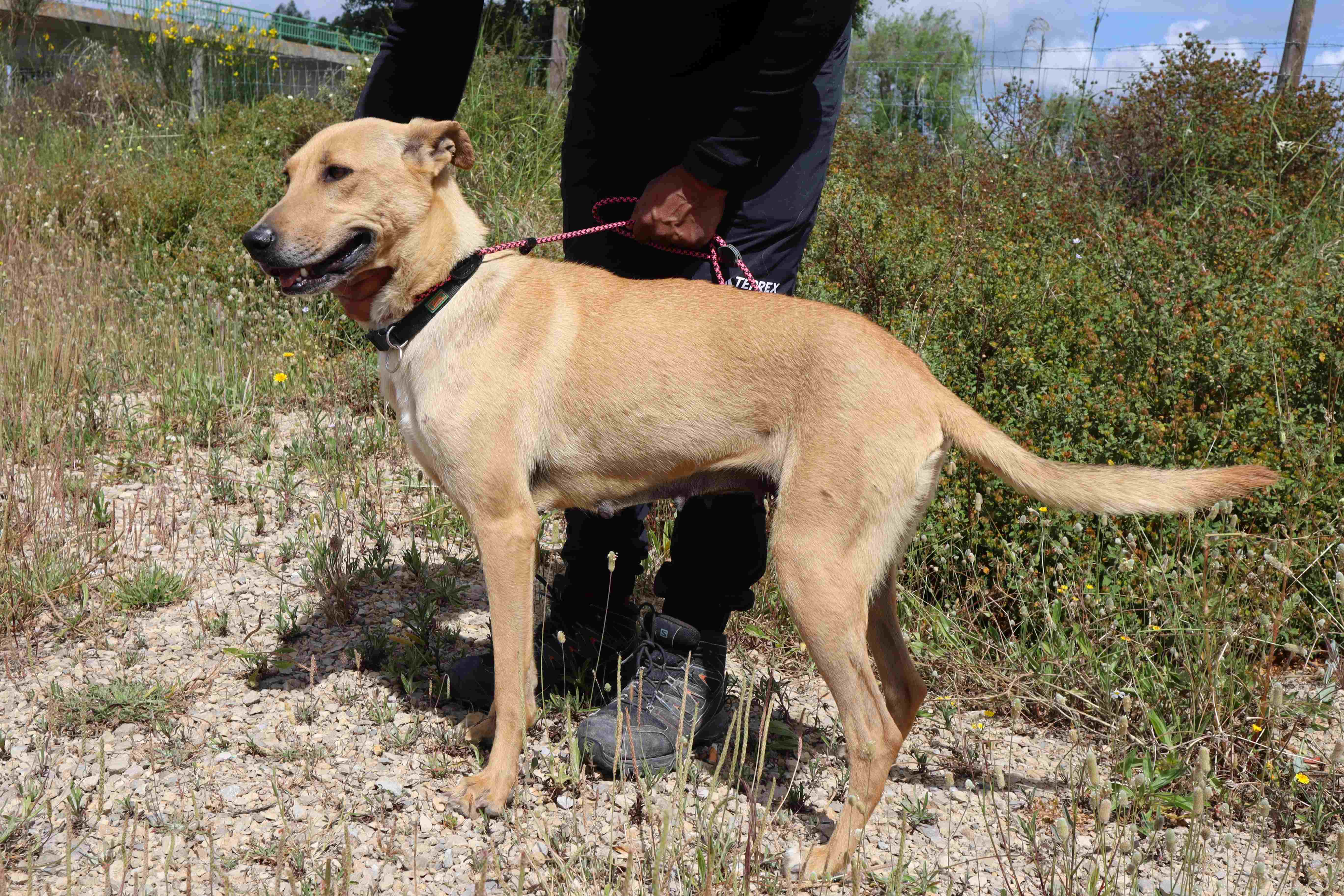 NELIA