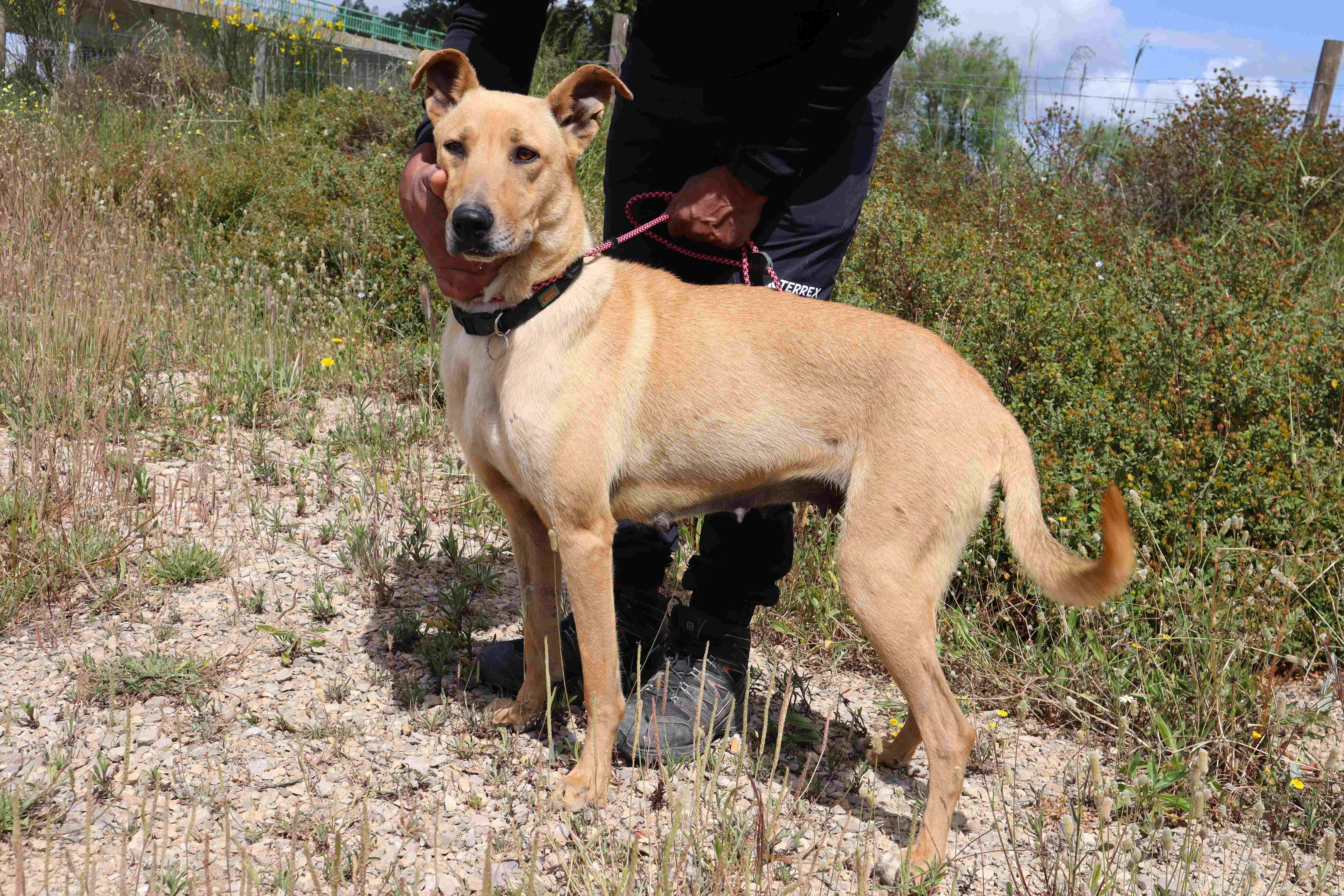 NELIA