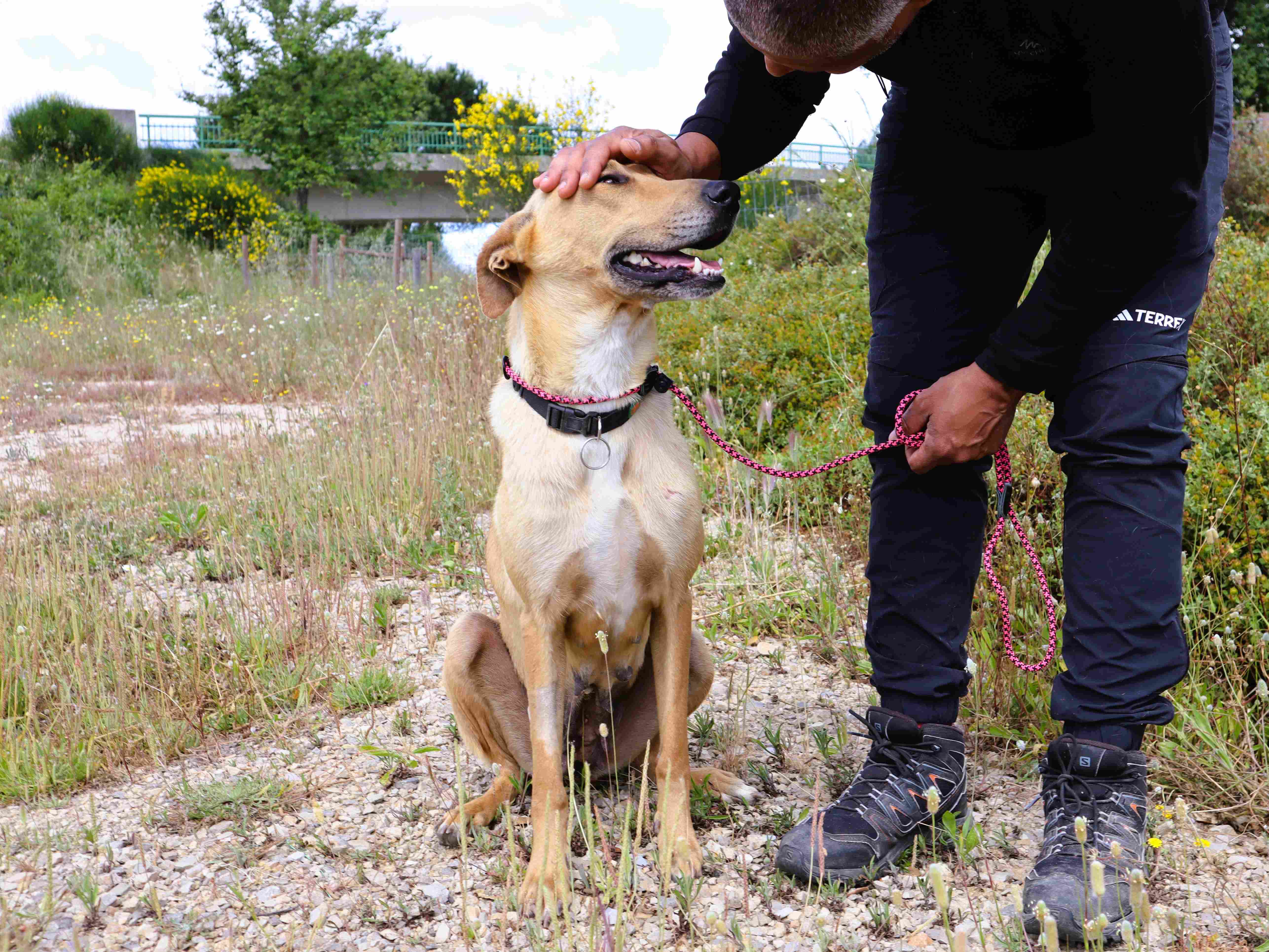 NELIA