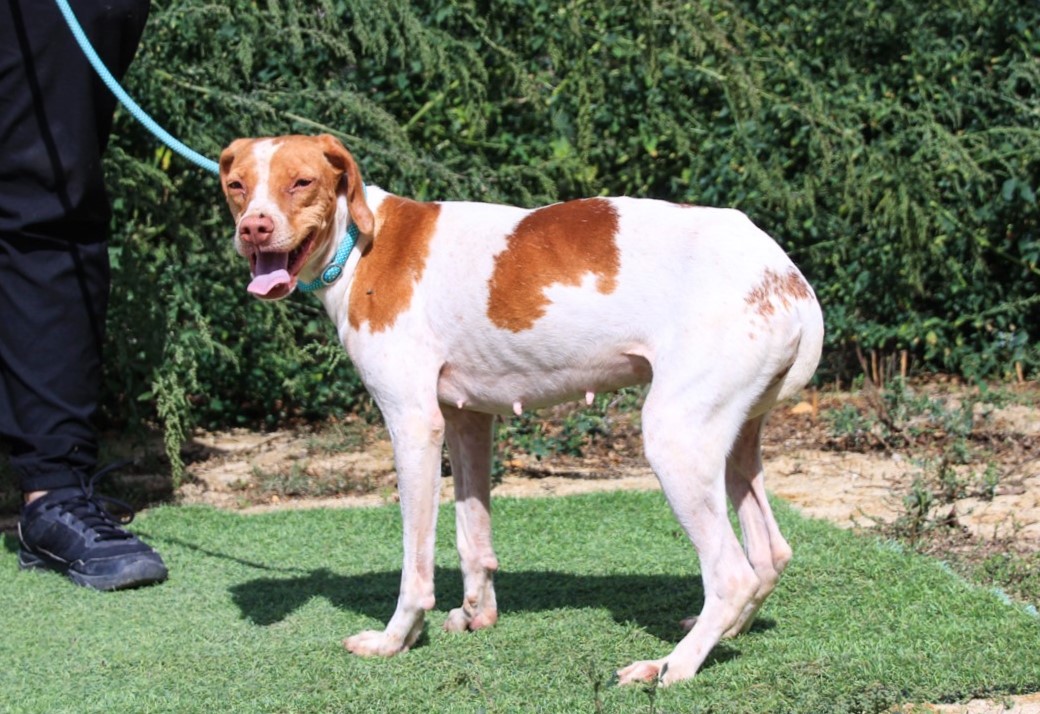 PEROLA