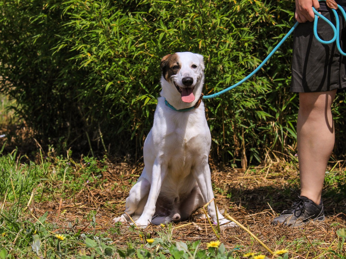 CHICO