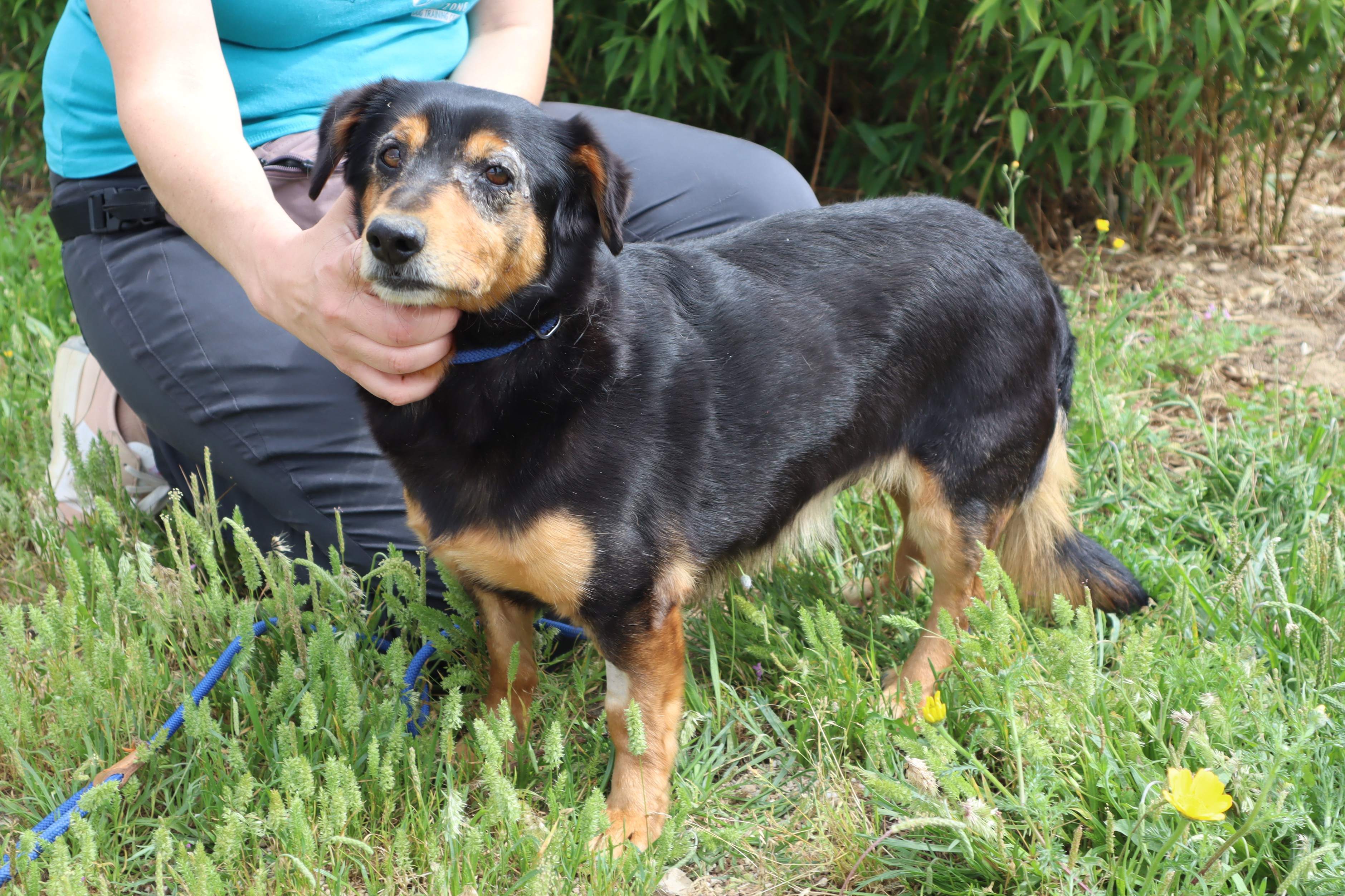 PONGO