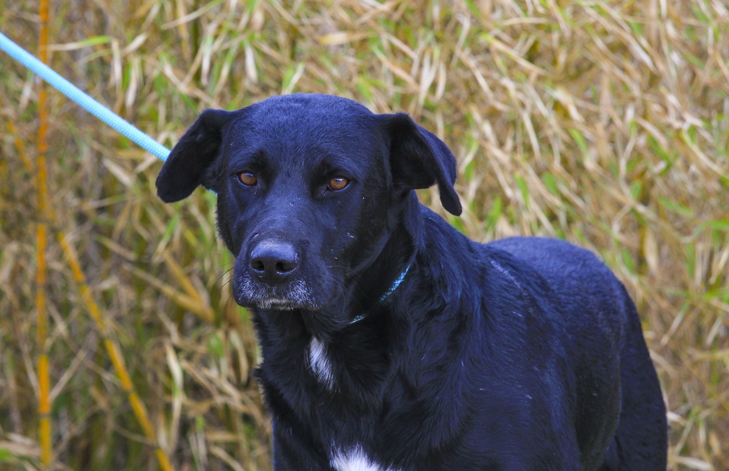 HUGO