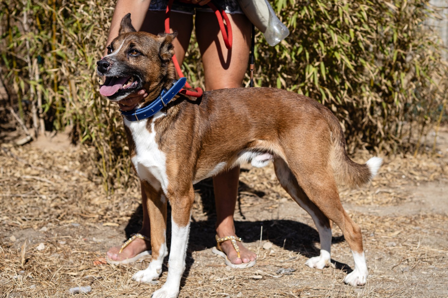 CRAVO