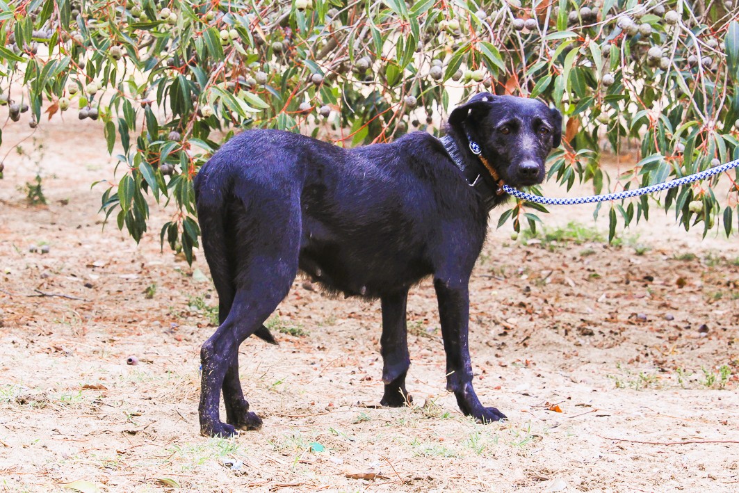 KOA