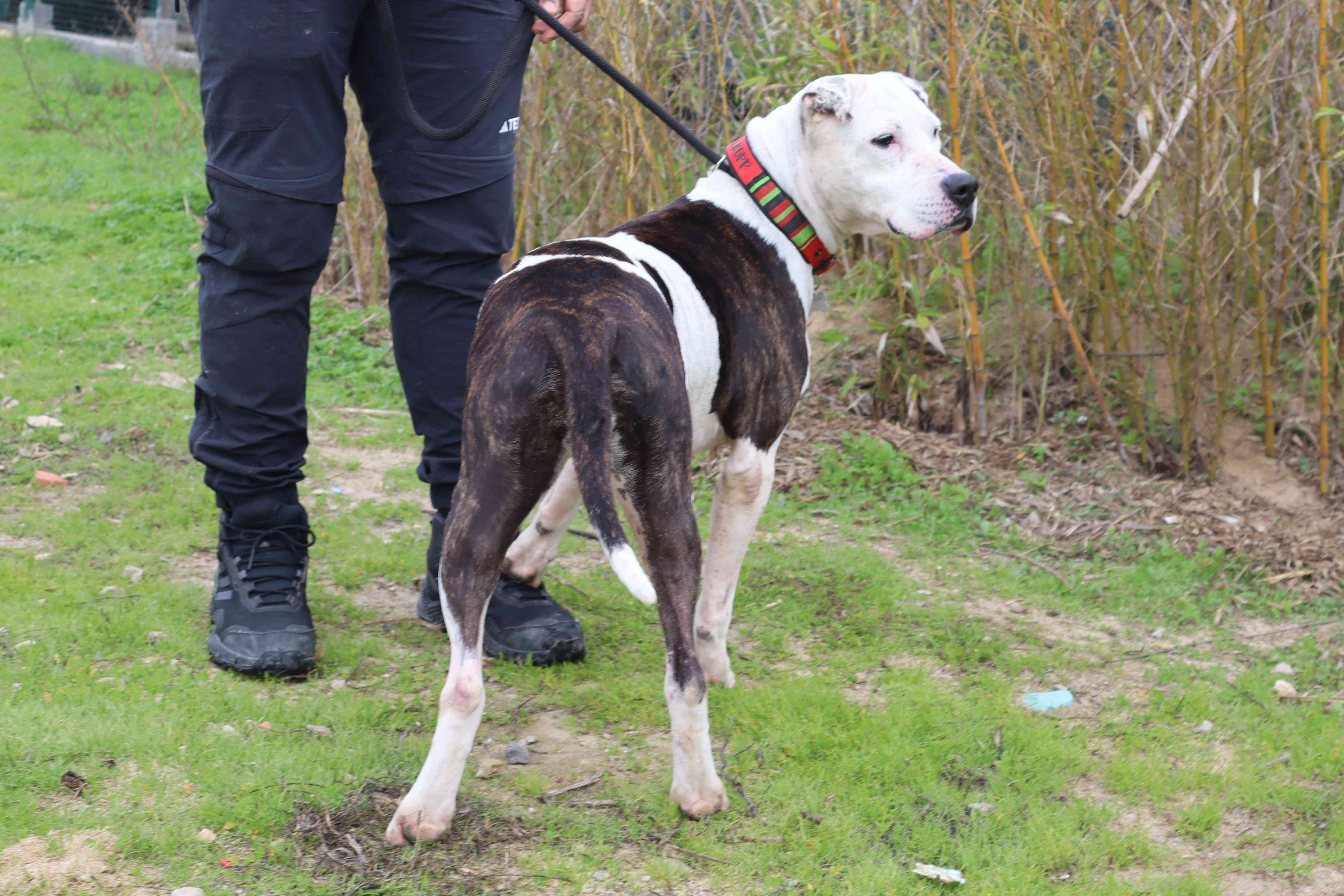 PANDA