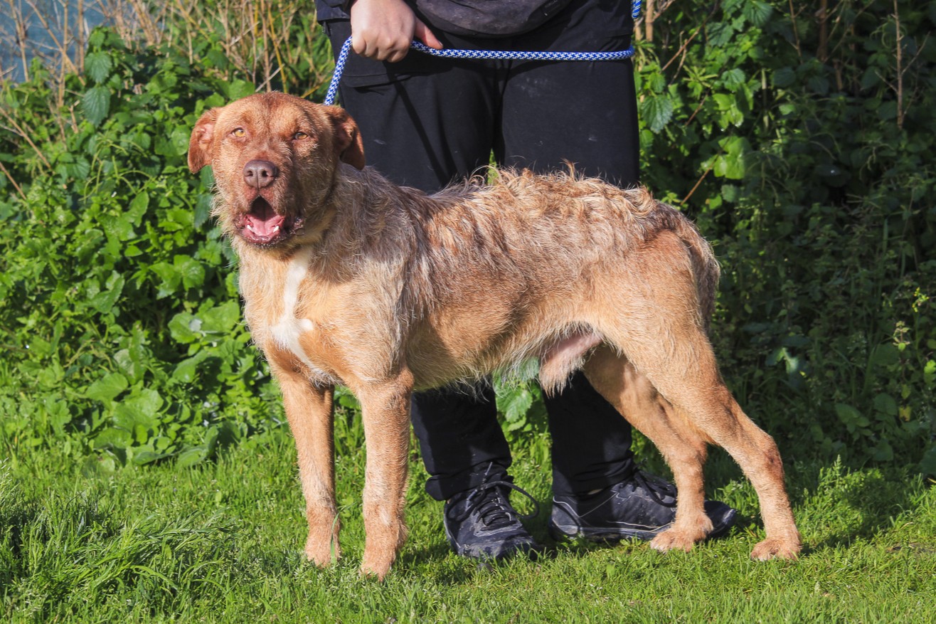 RUDI