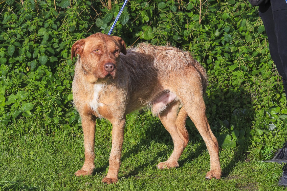 RUDI