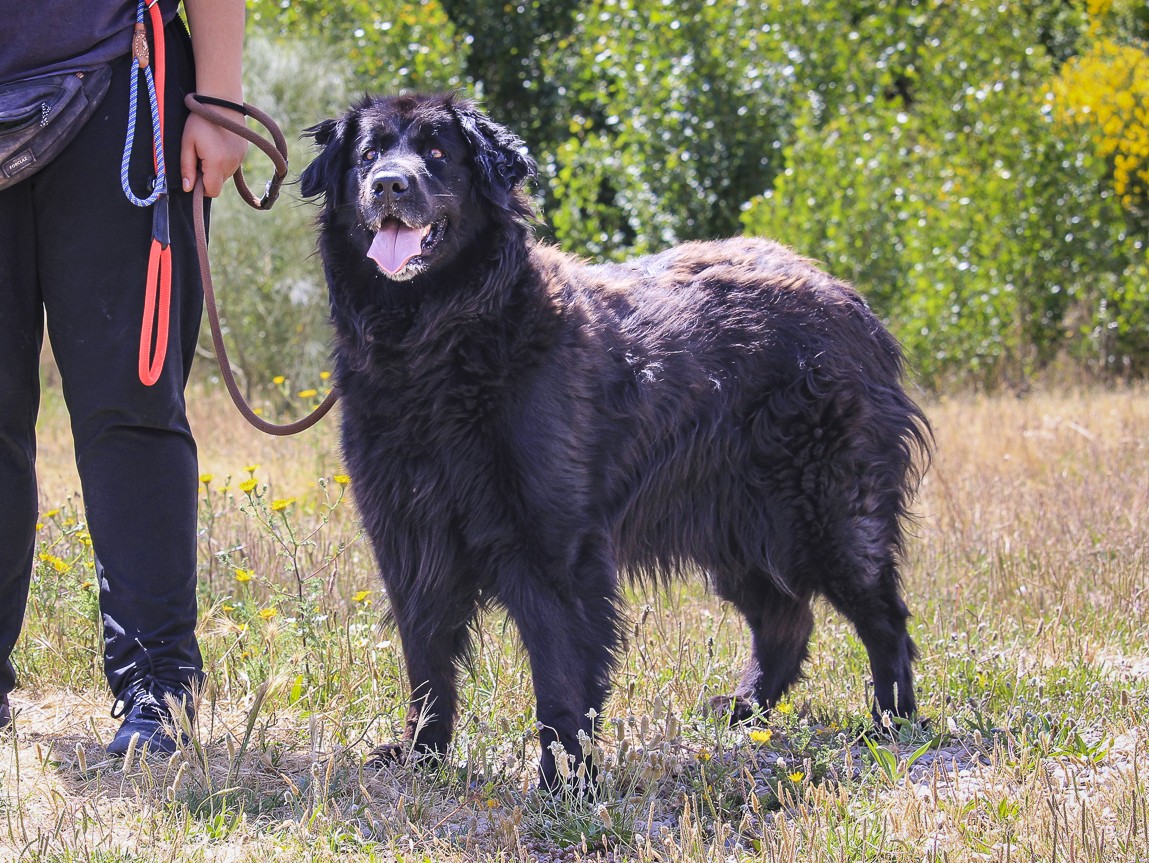 KIKA