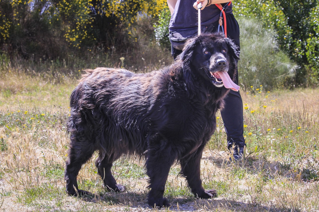 KIKA