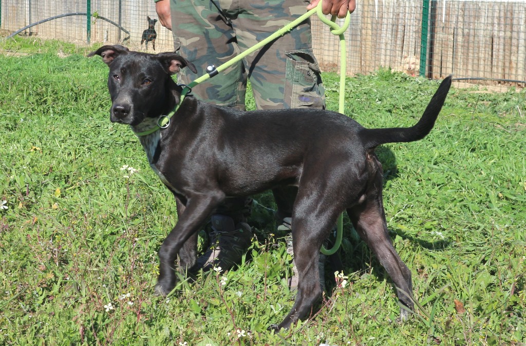 CESAR