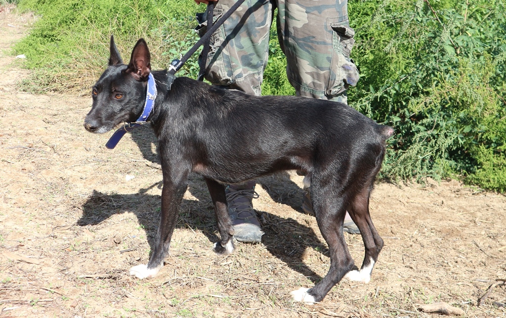 TROVÃO