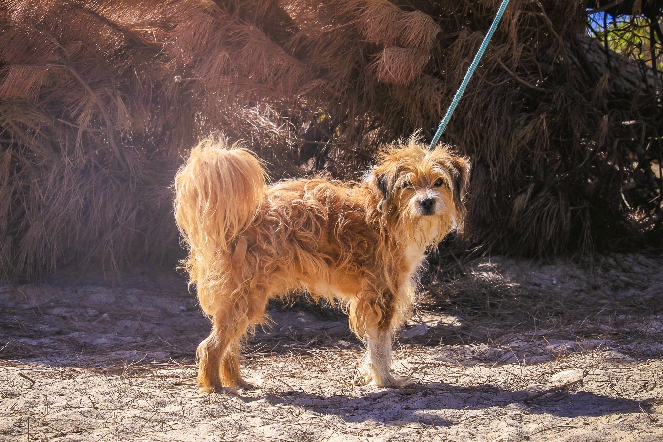 KIKAS