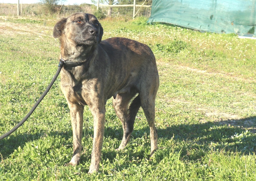 AFRA