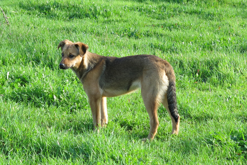 JULIETA