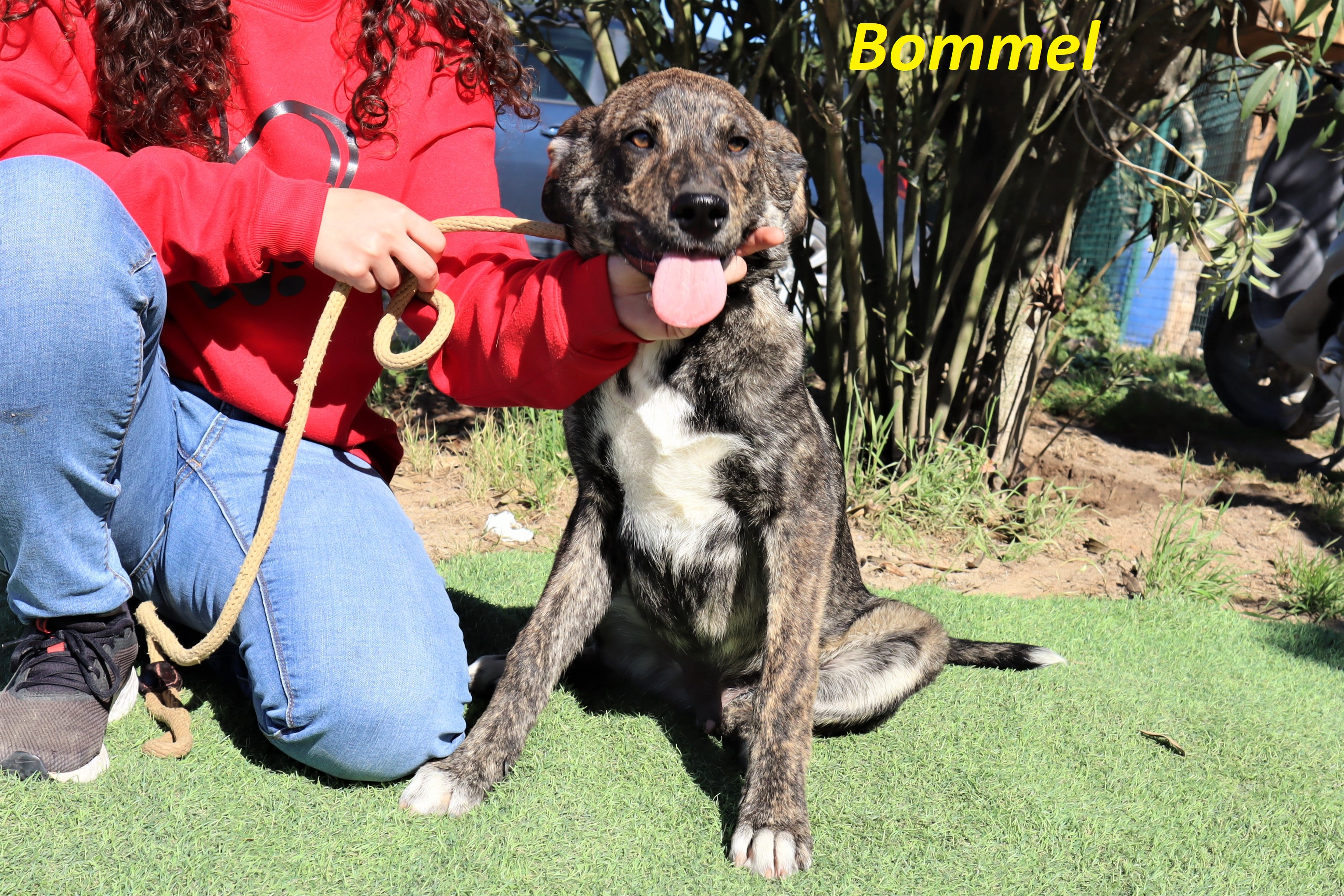 BOMMEL