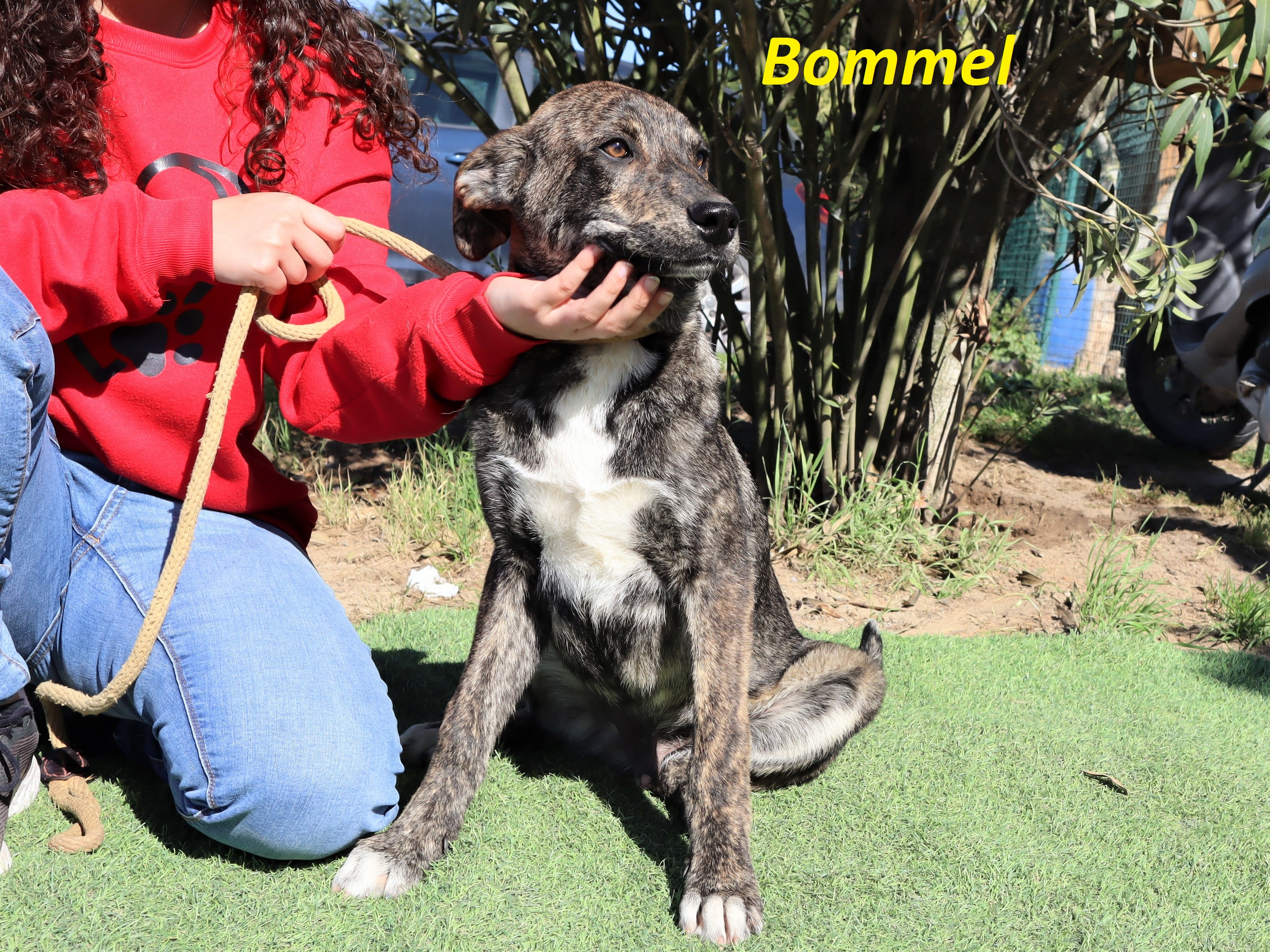 BOMMEL