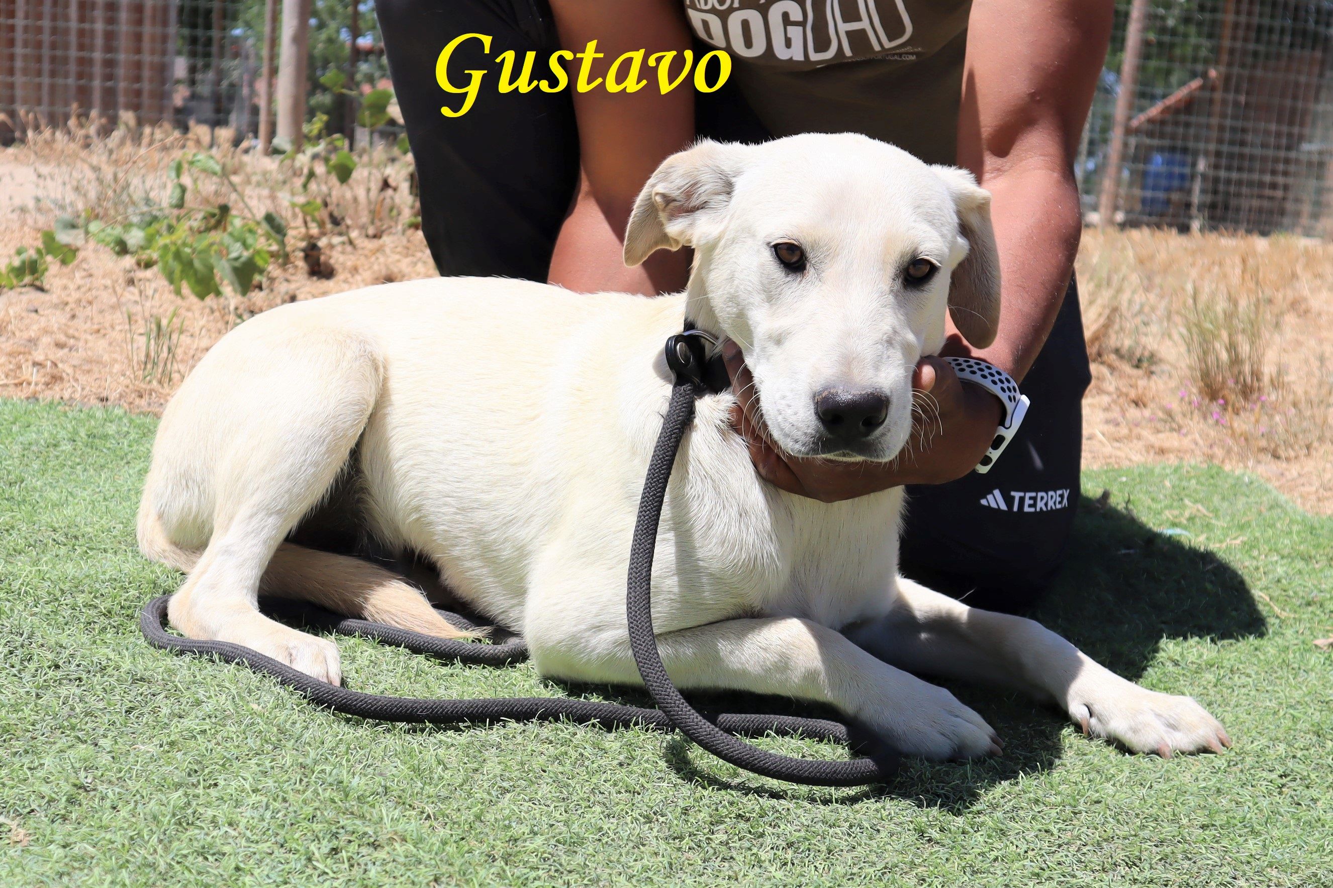 GUSTAVO