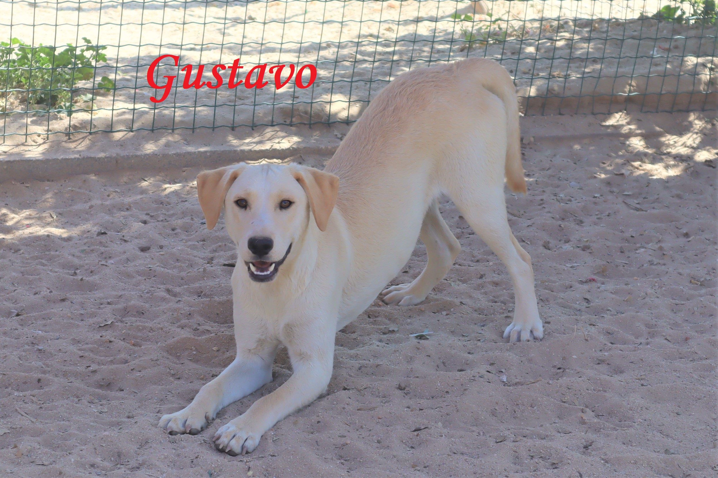 GUSTAVO