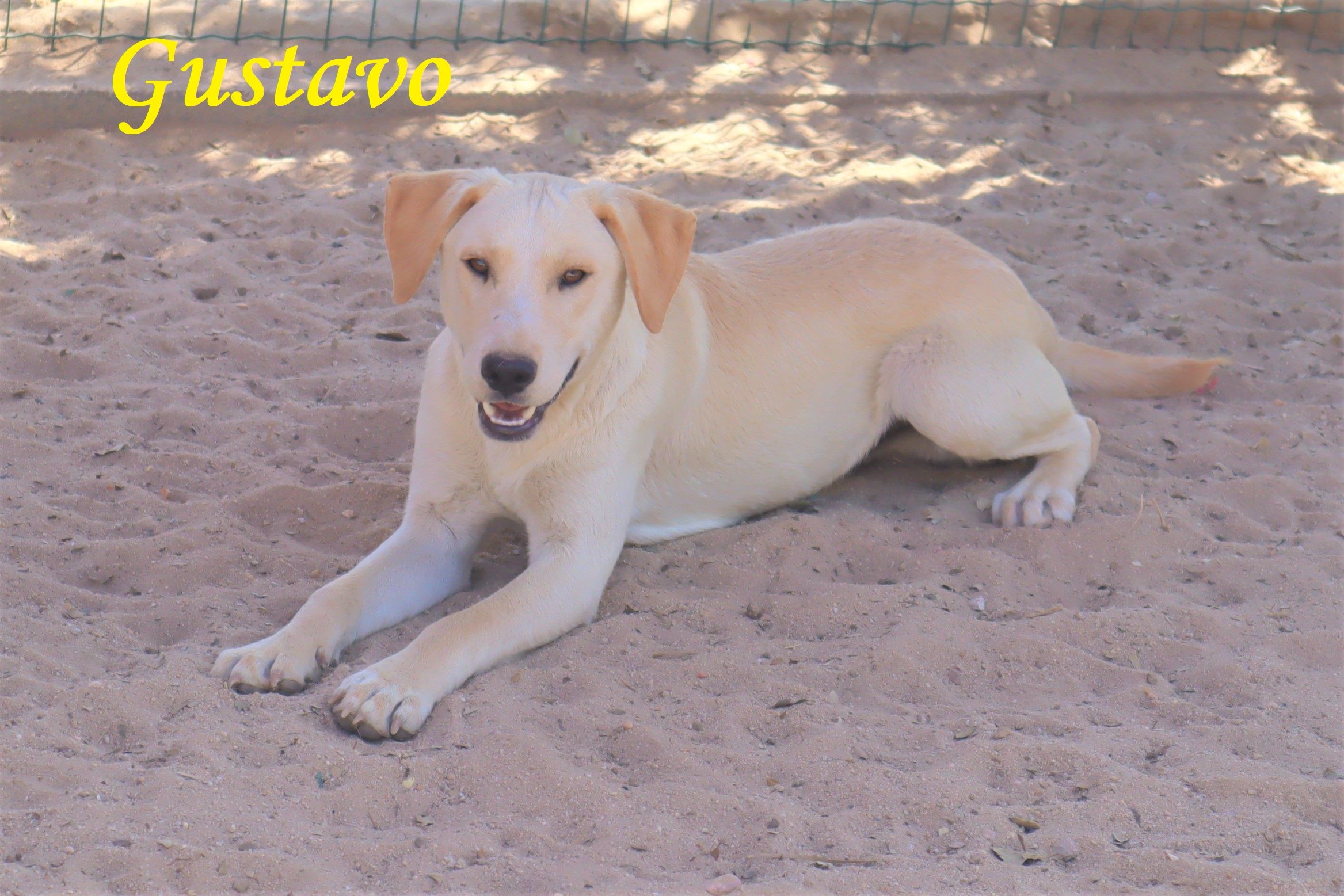 GUSTAVO