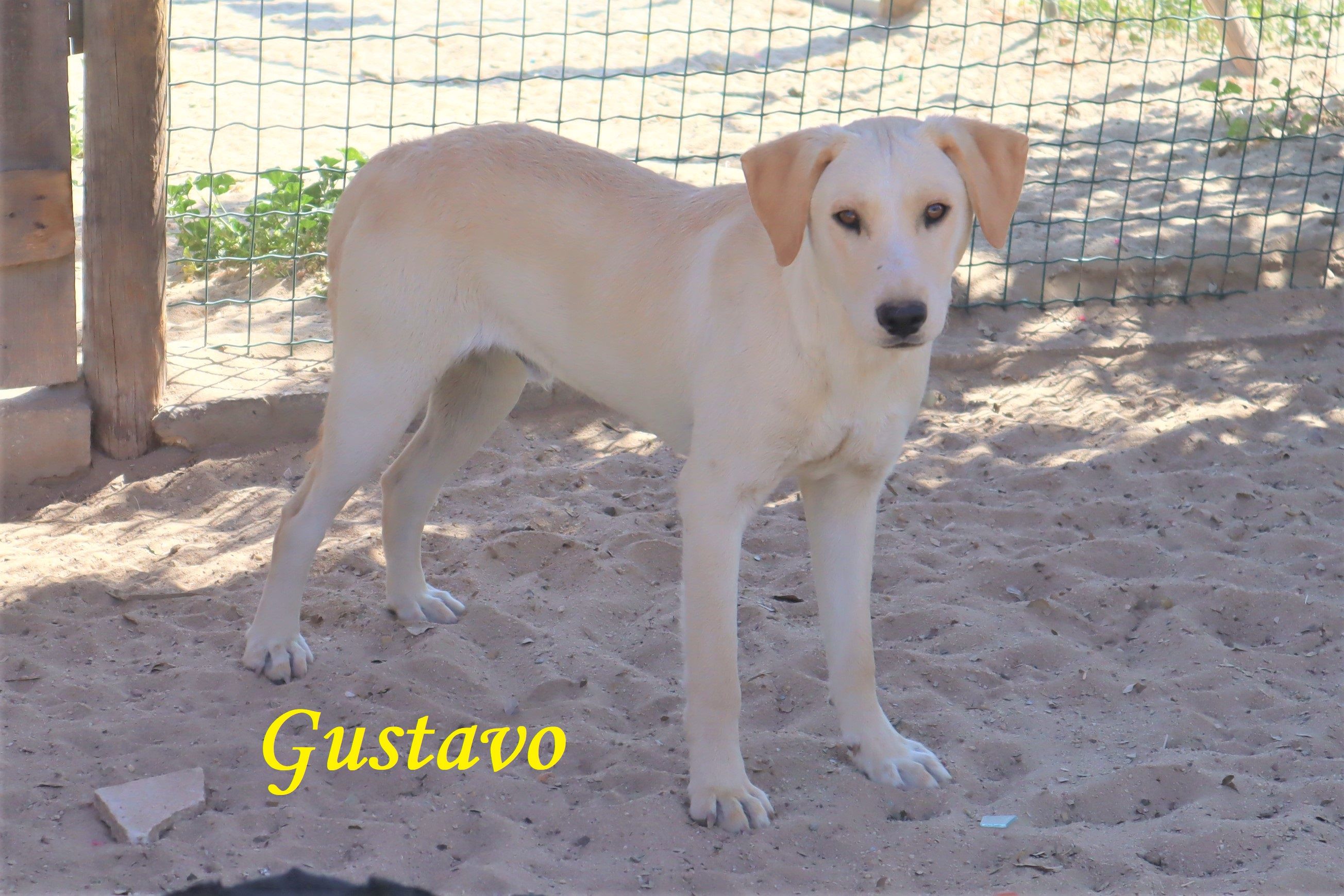 GUSTAVO