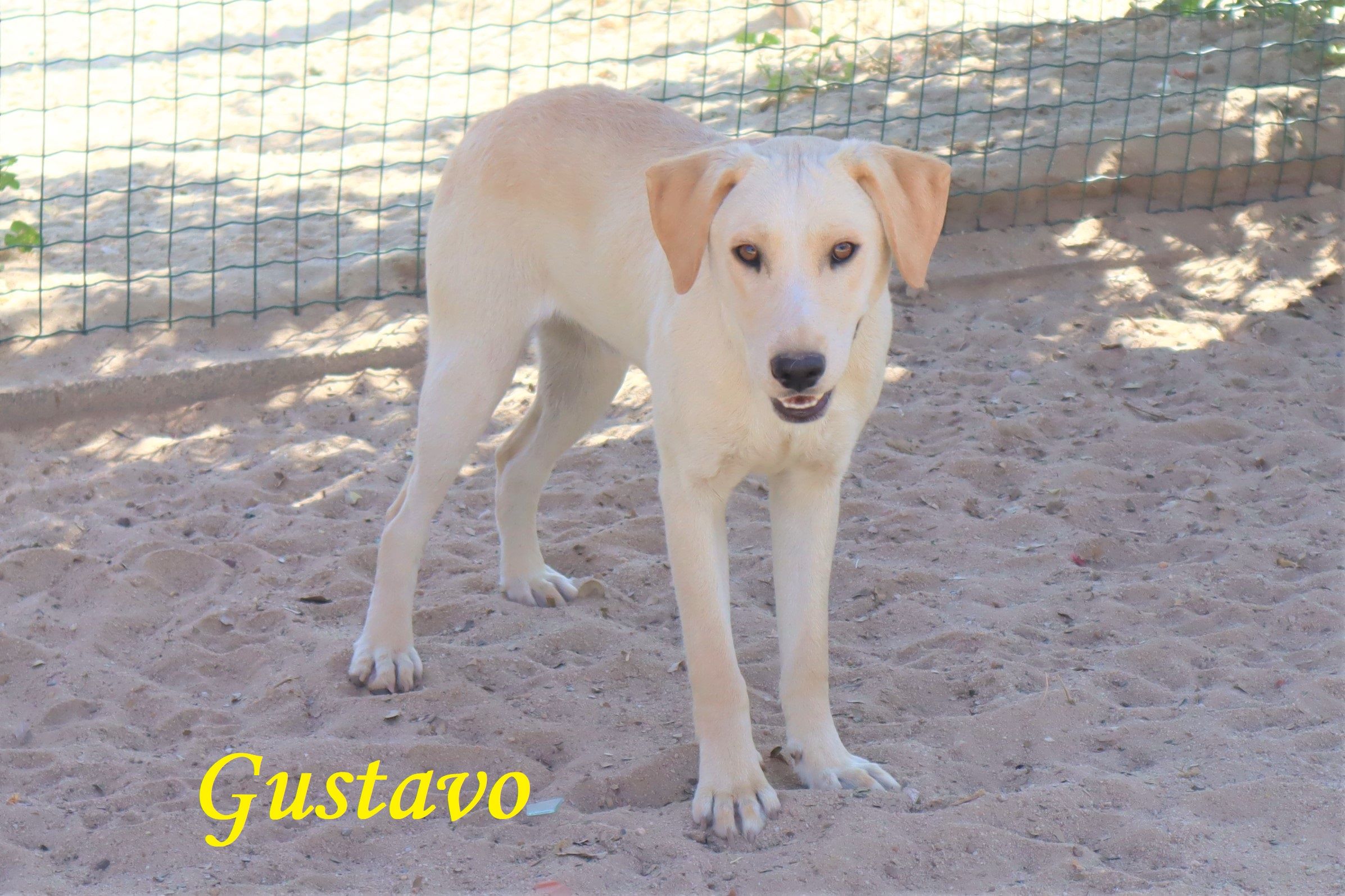 GUSTAVO
