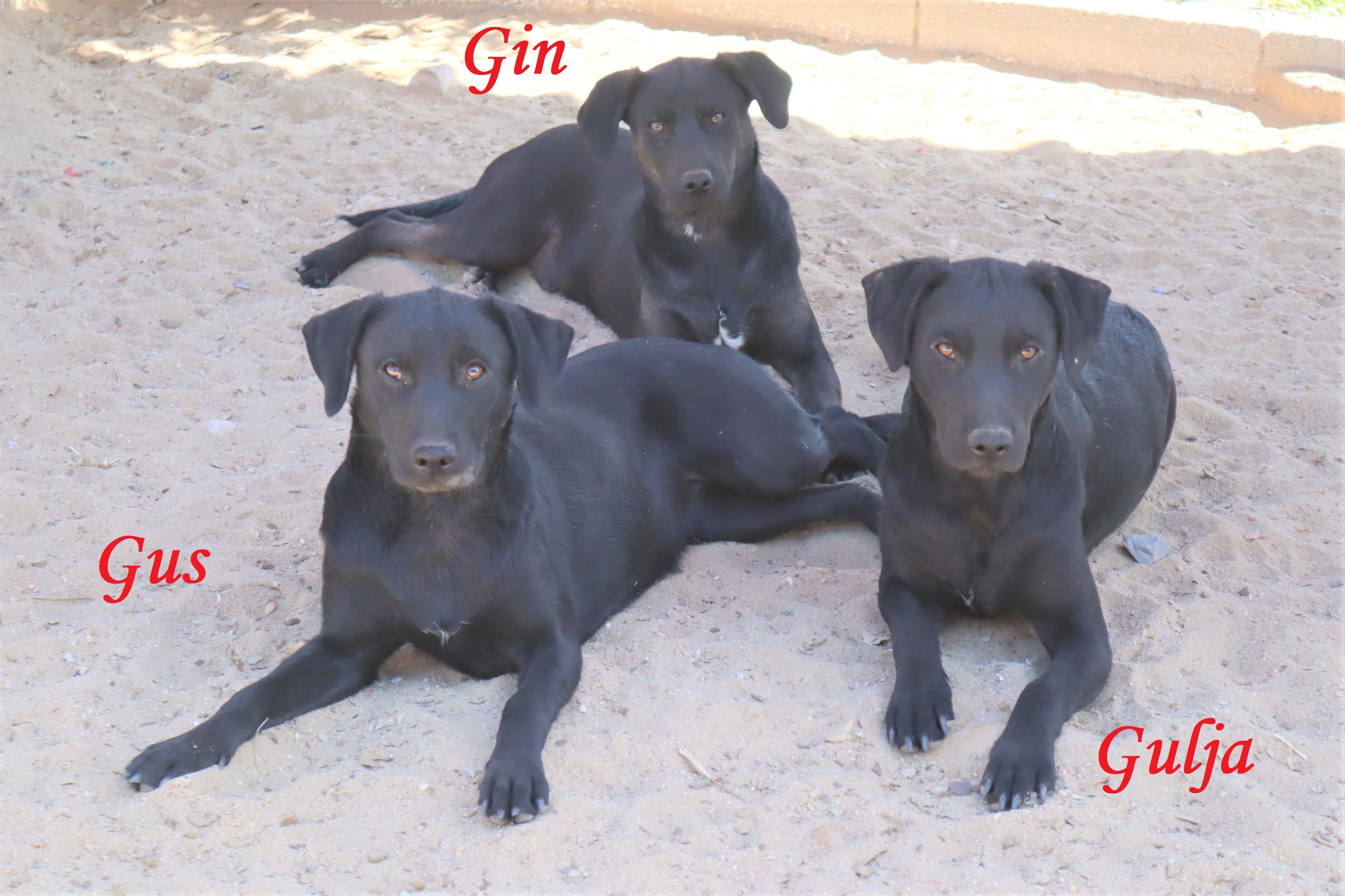 GIN