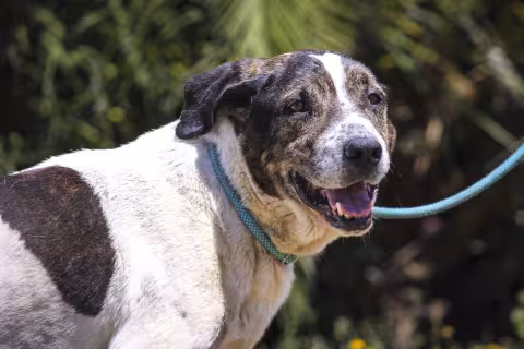 TINTIN