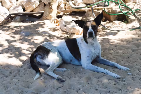 NIKITA