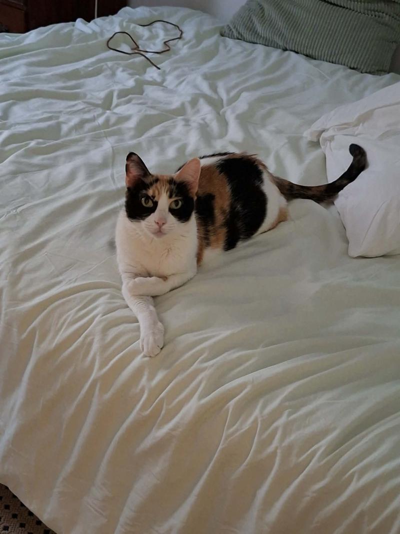 PIPA
