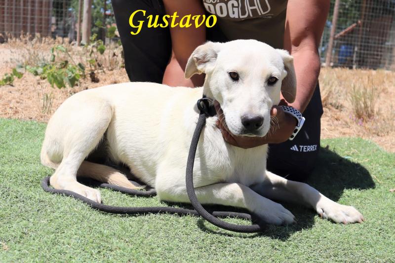 GUSTAVO